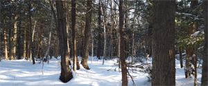 Piste fatbike