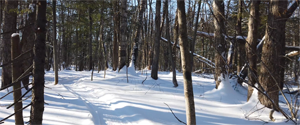 Piste fatbike