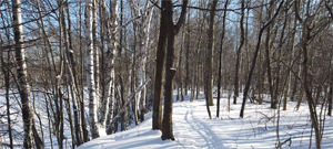 Piste fatbike